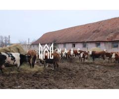 Fermă agricolă funcțională | Vurpar | 1.200 mp construiți | Utilaje disponibile - Imagine 2