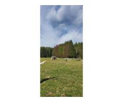 Teren intravilan 2500 mp in Valea Doftanei - Imagine 2