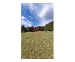 Teren intravilan 2500 mp in Valea Doftanei - Imagine 4