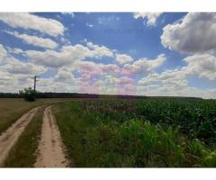 Teren 715mp în Snagov lângă Equestria - Imagine 5
