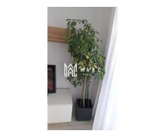 Apartament 2 camere de închiriat | Șelimbăr | Avangarden - Imagine 10