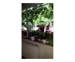 Casă individala cu etaj, având 2 apartamente separate în Timișoara - Imagine 12