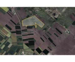 Teren 42 ha pentru parc fotovoltaic – Macea, Arad - Imagine 2