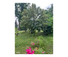 ofer spre vanzare teren pe malul lacului Snagov si vila S+P+E+M - Imagine 5