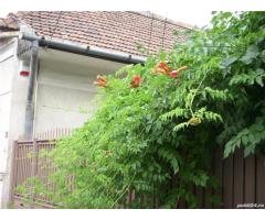 BRASADAS vinde casa singur in curte in zona semicentrala. - Imagine 7