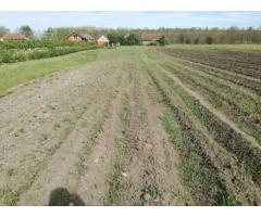 Ag BRASADAS vinde casa LOCUIBILA 3 cam teren 5.000 mp HOREA. - Imagine 7