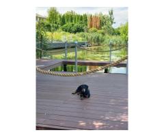 Vila cu ponton la lacul Snagov - Imagine 5