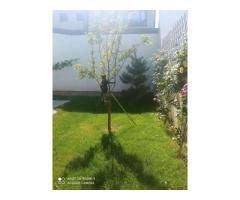 Vand apartament 5 camere ,200mp ,parter + curte proprie 150 mp - Imagine 8