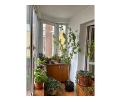 Apartament de vânzare str. Nerva Traian lângă școala 81 - Imagine 6