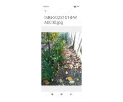 Casă și teren zonă ultracentrală,560 000 euro - Imagine 2