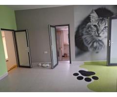 Casa de vanzare Sararie - Copou - Imagine 5
