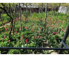 teren de vanzare 807 mp - Imagine 5