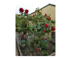 Casa cu teren zona Mărțișor langa parc Lumea Copiilor Brâncoveanu - Imagine 4