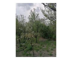 Ag EUROPA vinde casa 6 cam teren 11 ari în zona 14 Mai. - Imagine 3