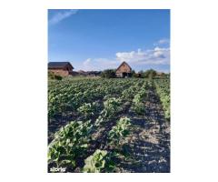 Ag EUROPA vinde 8 ari teren intravilan in Amati cu frontul de 30 metri