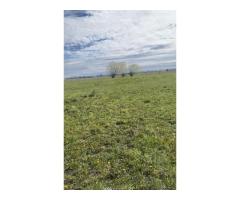 Vind teren intravilan Decebal - Imagine 3