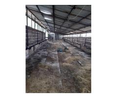 Vand casa cu grajd si teren in Satu Mare Com Craidorolot Jud Satu Mare 2 - Imagine 7