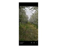 Casa 81mp, teren 81 ari, anexe, pomărie tânără de meri de vânzare - Imagine 8