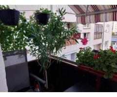 Apartament 3 camere cu garaj autorizat și beci - Imagine 8