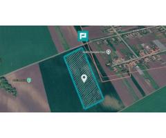 Teren de 9.900 Mp2, agricol extravilan, Mailat - Imagine 2