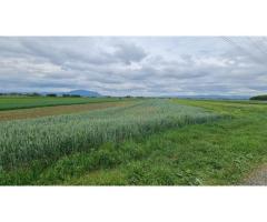 Teren intravilan Stupini front la Calea Feldioarei, DN 13 - Imagine 2