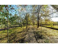 Vilă 5 camere, teren 1.500 mp cu livadă, garaj dublu - Imagine 2