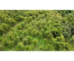 Teren Extravilan - Imagine 4