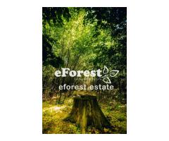 Loturi de casă 720 - 900 mp, langă Pădure în eForest, acces asfaltat