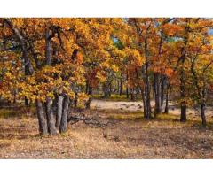 Vand padure stejar 174 Ha Arges