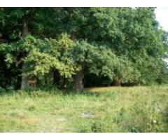 Vand padure stejar si salcam la ras 320 Ha Mehedinti