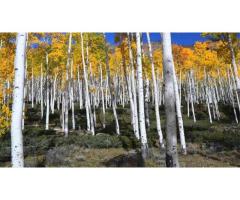 Vand padure de stejar si plop 80 Ha Mehedinti