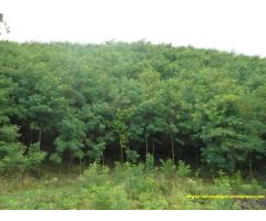 Vand padure de salcam 420 Ha-Mehedinti