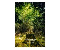 Loturi de casă 720 - 900 mp, langă Pădure în eForest, acces asfaltat - Imagine 3