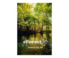 Loturi de casă 720 - 900 mp, langă Pădure în eForest, acces asfaltat - Imagine 4