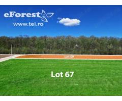 Loturi de casă 720 - 900 mp, langă Pădure în eForest, acces asfaltat - Imagine 6